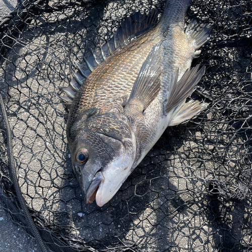 クロダイの釣果