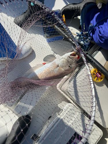 シロアマダイの釣果