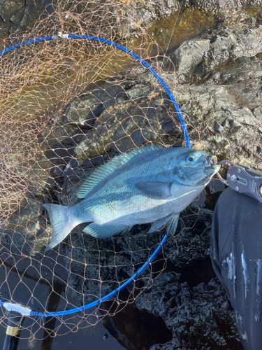 クチブトグレの釣果