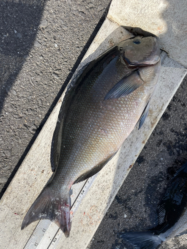 オナガグレの釣果