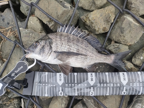 クロダイの釣果