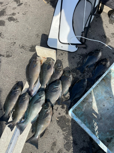 オナガグレの釣果