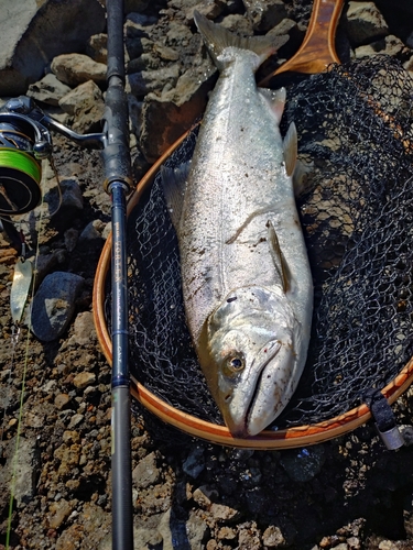 サクラマスの釣果