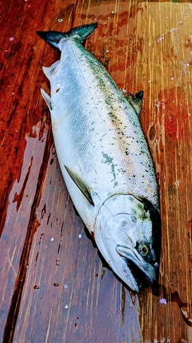 サクラマスの釣果