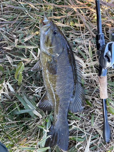 スモールマウスバスの釣果