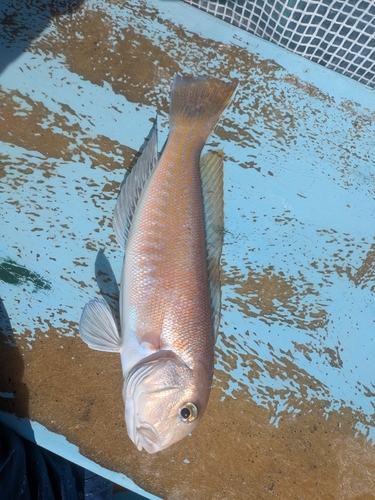 シロアマダイの釣果