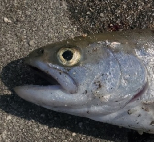 ヤマメの釣果