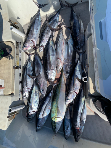 ビンチョウマグロの釣果