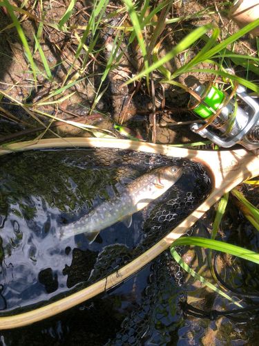 イワナの釣果