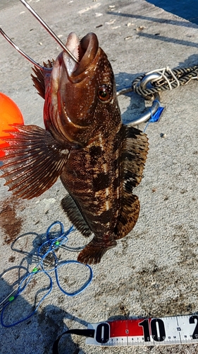 アイナメの釣果