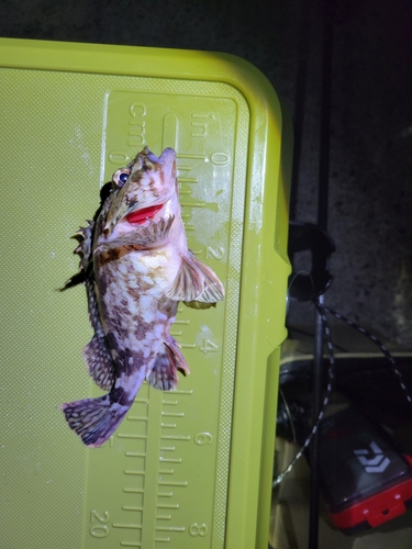 カサゴの釣果