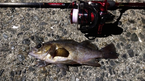 メバルの釣果