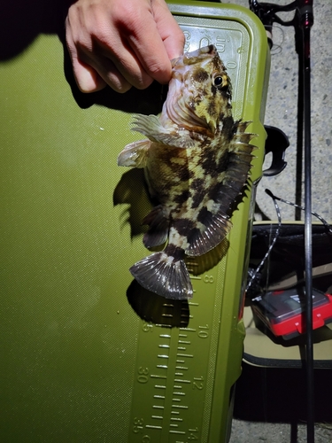 タケノコメバルの釣果