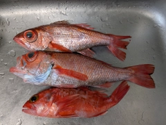 アカムツの釣果