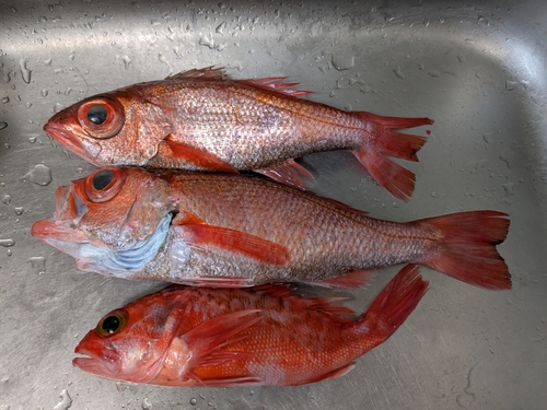 アカムツの釣果