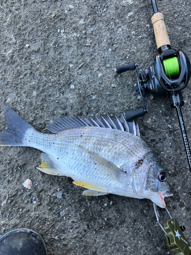 キビレの釣果