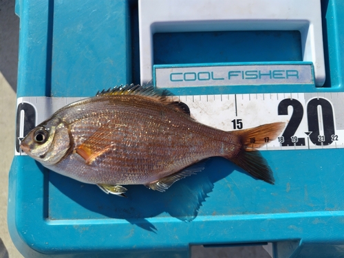 ウミタナゴの釣果