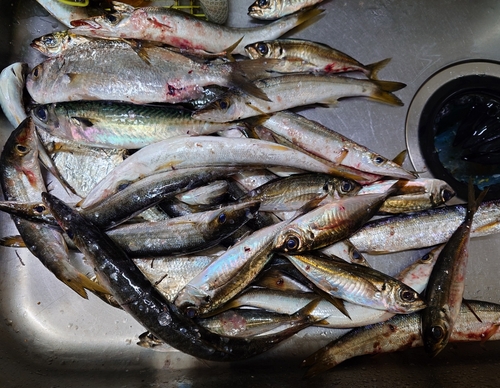 カマスの釣果