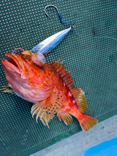 アヤメカサゴの釣果