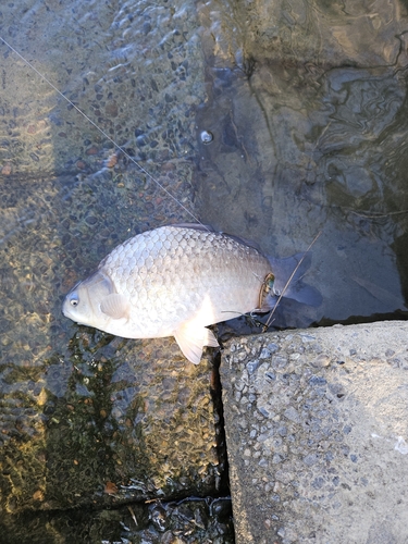 フナの釣果