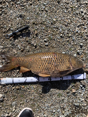 コイの釣果