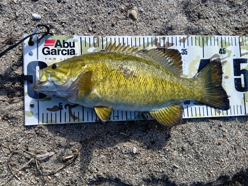 スモールマウスバスの釣果