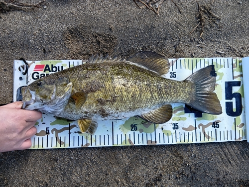 スモールマウスバスの釣果