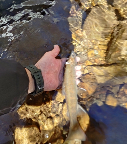 イワナの釣果