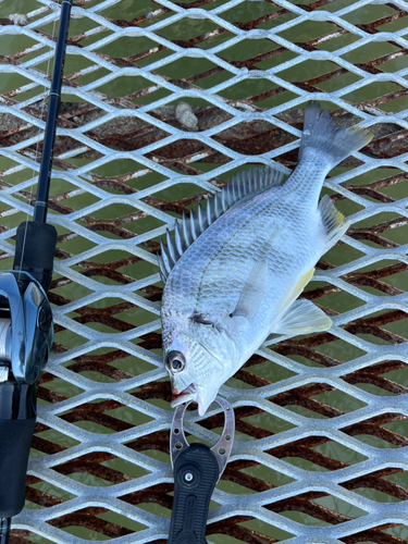 キビレの釣果