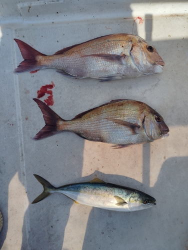 マダイの釣果