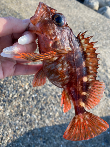 カサゴの釣果