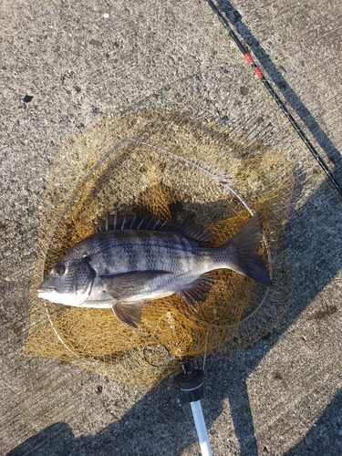 チヌの釣果