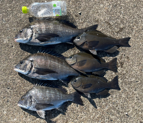 クロダイの釣果