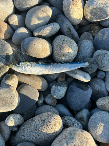 イワシの釣果