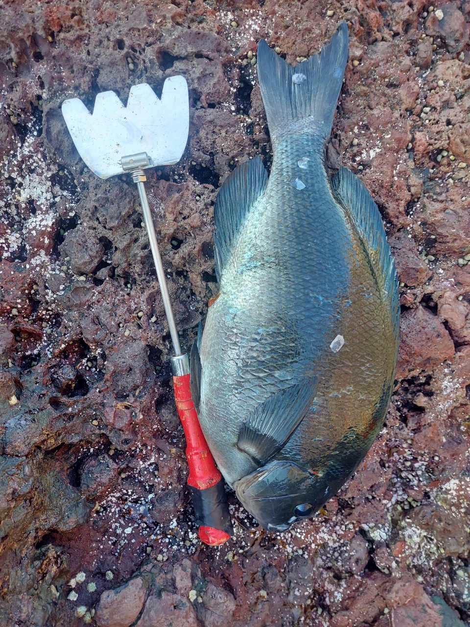 クチブトグレ