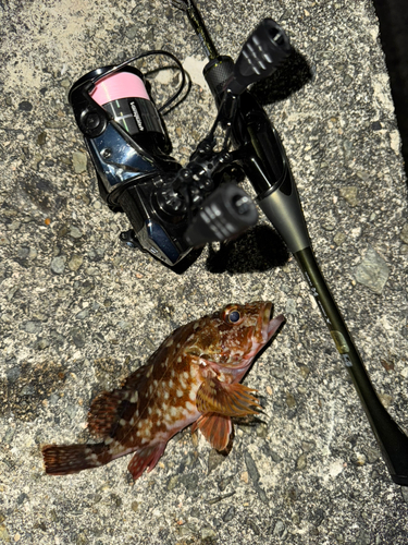 カサゴの釣果