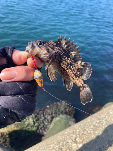 クロソイの釣果