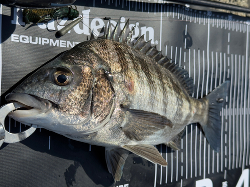 チヌの釣果