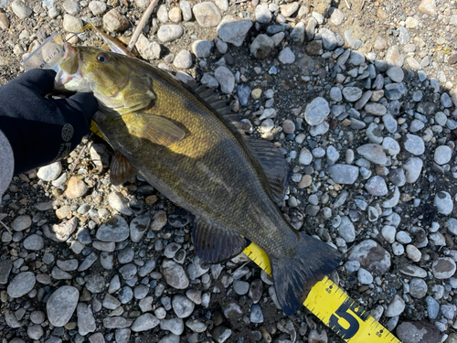 スモールマウスバスの釣果