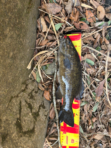 スモールマウスバスの釣果