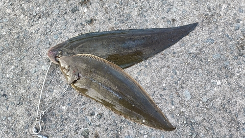 ウシノシタの釣果