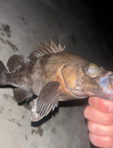 シロメバルの釣果