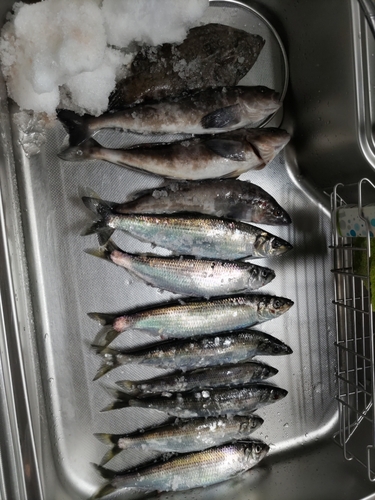 ニシンの釣果