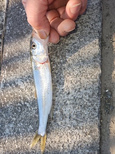 ハスの釣果