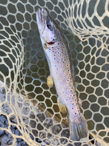 ブラウントラウトの釣果