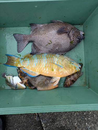 ヒブダイの釣果