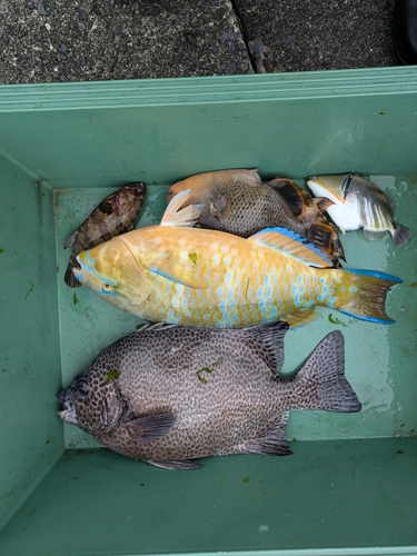 イシガキダイの釣果