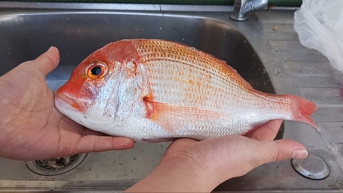 レンコダイの釣果