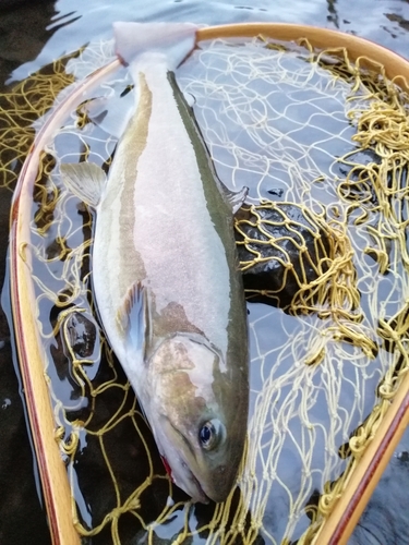 イワナの釣果