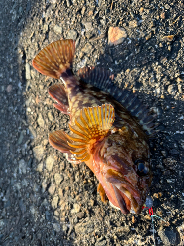 カサゴの釣果